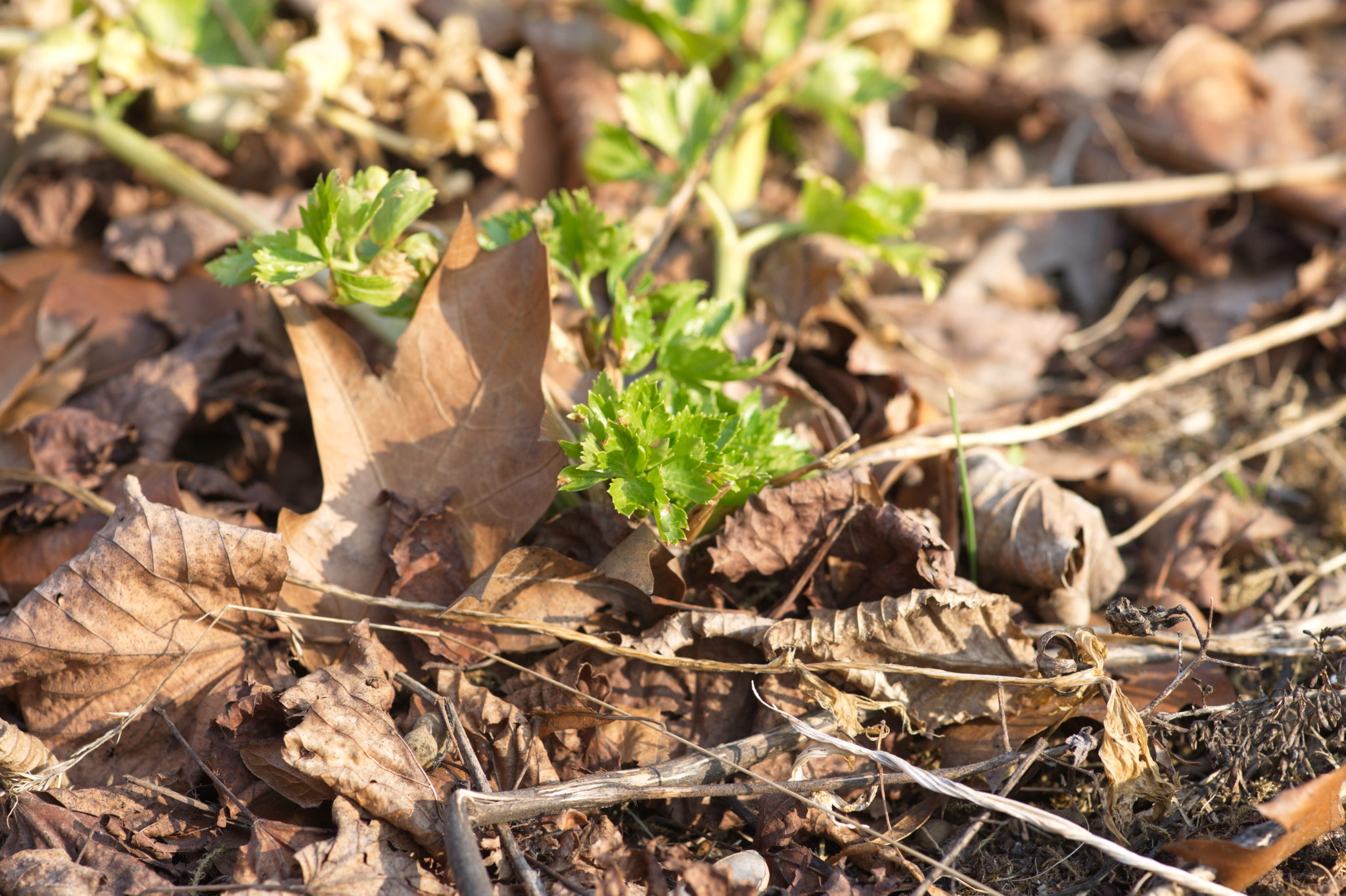 Grün(t)raum Heimfeld im März